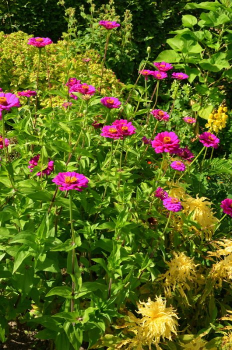 Zinnia elegans 'Super Yoga pourpre'